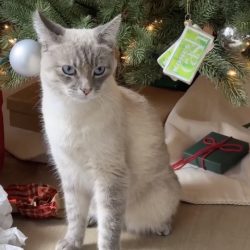 Kohl's cash ornament